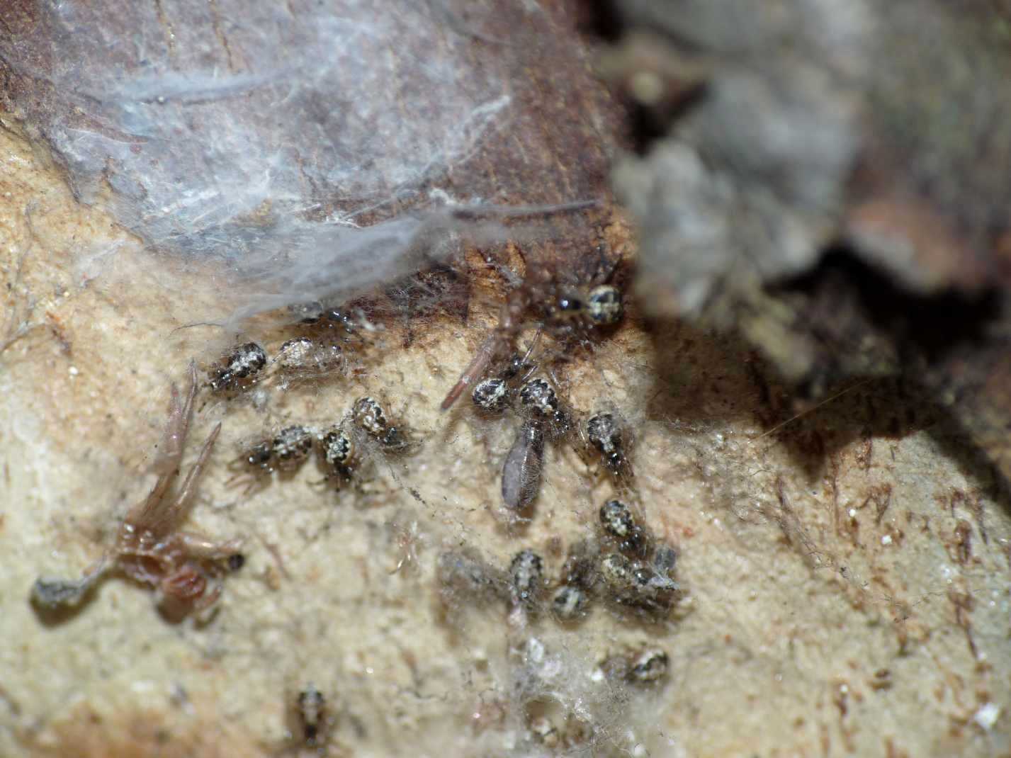 Araneidae degli eucalipti
